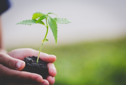 Migliori condizioni per le piantine di cannabis