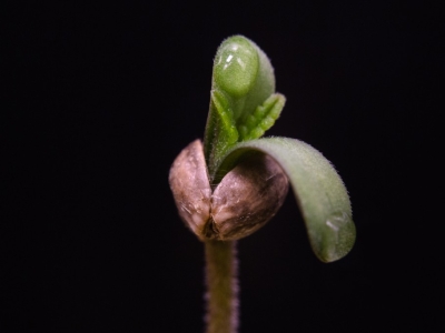 Introduzione affascinante al meraviglioso mondo della germinazione