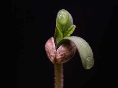 Germinating Marijuana Seeds: A Comprehensive Guide