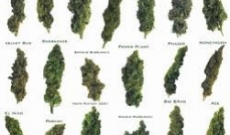 Top 5 variedades de marihuana que son extremadamente fáciles de c
