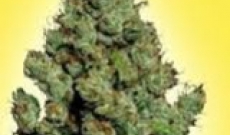 3 variétés de graine de Cannabis féminisées à forte teneur en THC