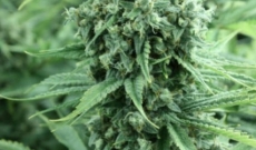 3 Superb Regular Cannabis Seeds for Getting a High Yield