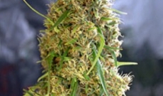 Misty Feminized Seeds: An Ideal Feminized Seed Strain for Growing Under Limited 